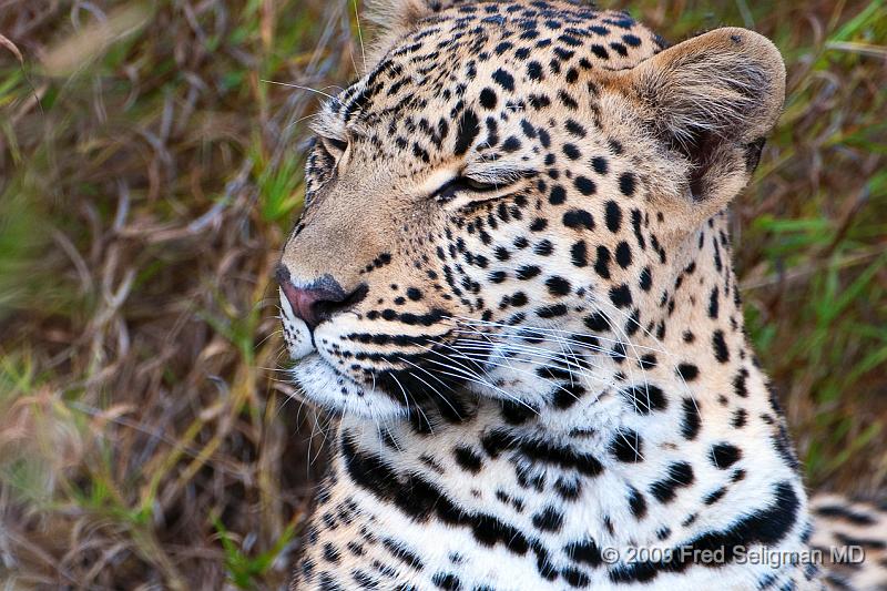 20090615_100154 D300 (9) X1.jpg - Leopard in Okavanga Delta, Botswana